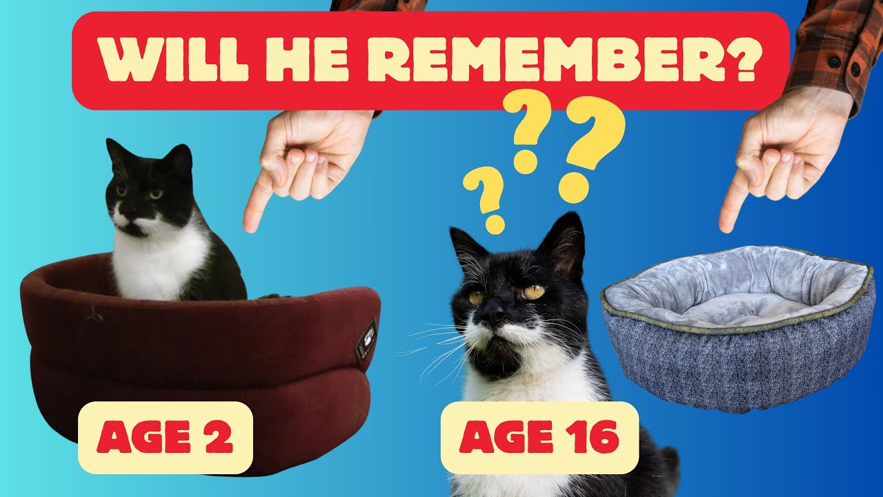 13 Years Ago I Taught My Cat THIS... (Will He Remember?)