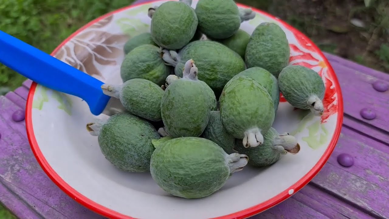 Kaymak Ağacı (Feijoa) Meyvesi & Hasadı