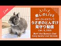 【今日のうさぎ 1/6】とんすけ(ネザーランドドワーフ)といっしょにまったり時間|Wolf the bunny's Dad (Netherland Dwarf Bunny) Live Stream