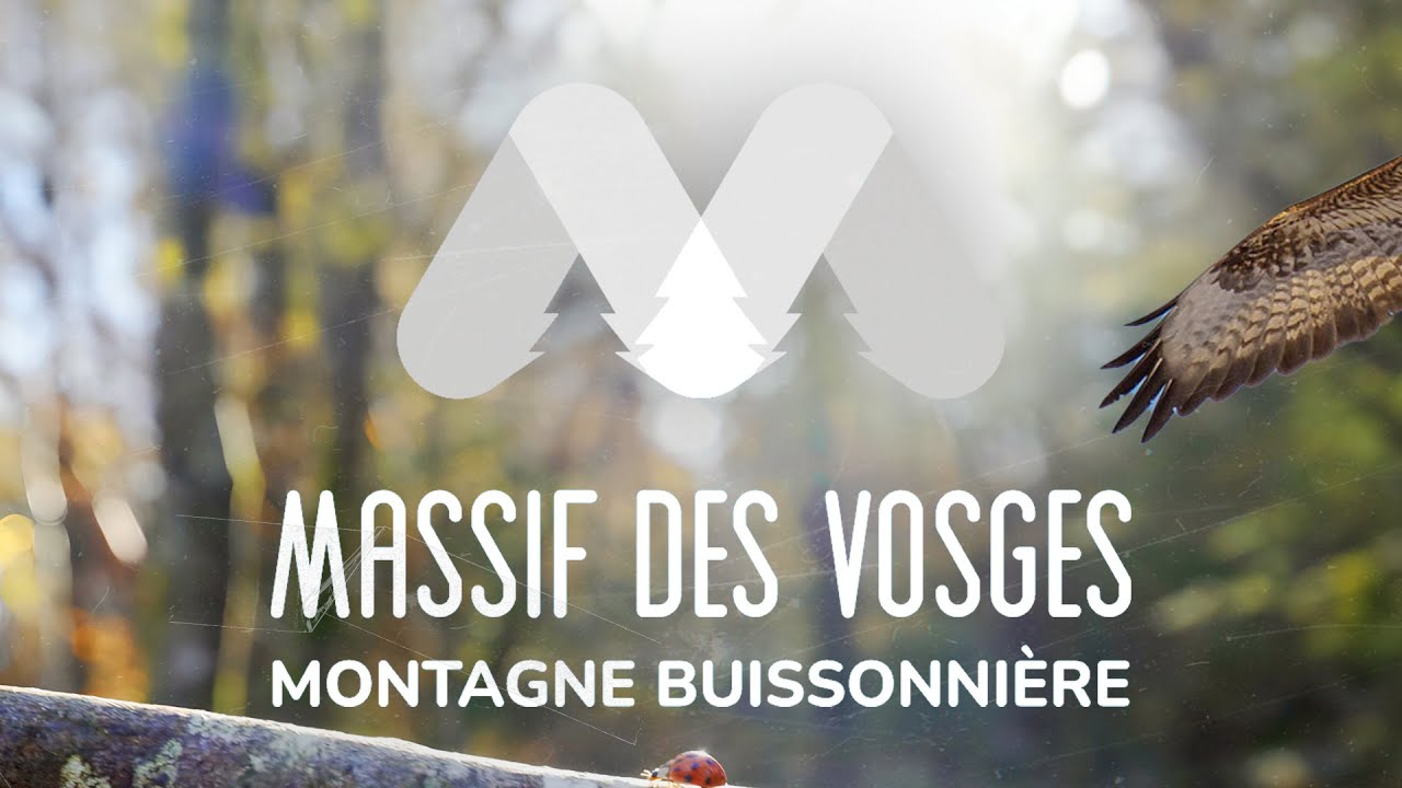 [ MASSIF DES VOSGES ] - Forêt Minéral