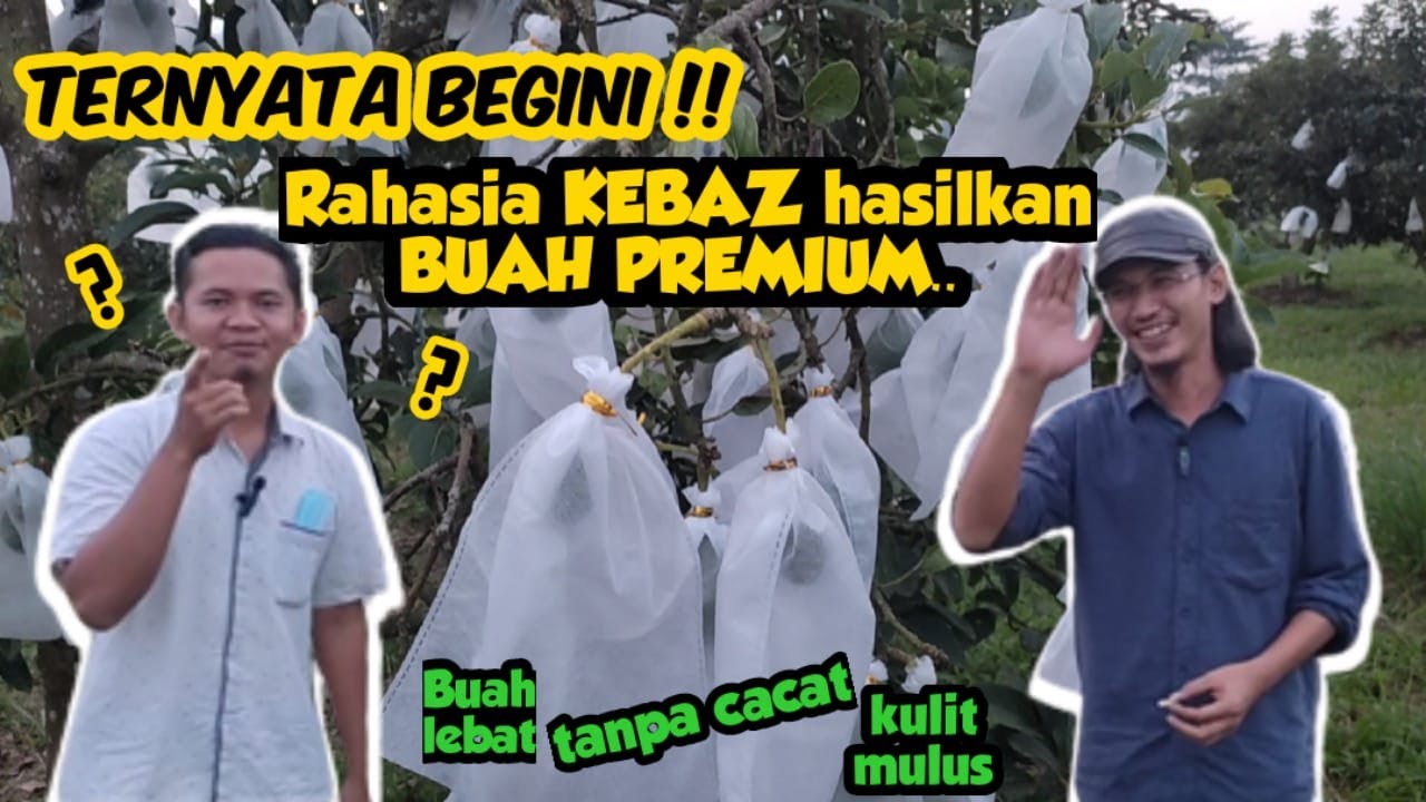 Alpukat miki berbuah lebat!! BONGKAR RAHASIA KEBUN AKHIR ZAMAN hasilkan buah berkualitas premium..