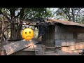 🔴 Vean quien vive aquí en esta casita tan pobre. Ella tiene 90 años de edad! PRT #1