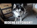 Caught My Husky Opening Something He Wan’t Allowed To!