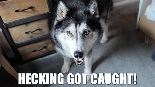 Caught My Husky Opening Something He Wan’t Allowed To!