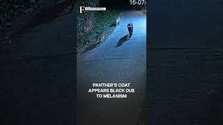 Caught On Cam: Black Panther with Cubs in India’s Tamil Nadu | Subscribe to Firstpost | N18G