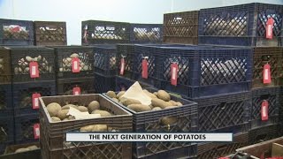 Potato research 5pm 7-15-2015
