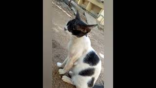 cat atrocities 😂😺👀😂😅#series#short #trending #daily