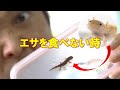 サンショウウオの飼育まとめ～幼生から上陸まで～