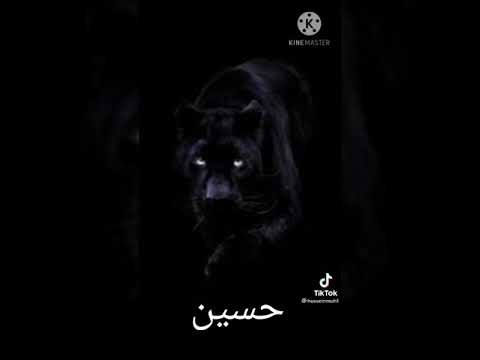 اسماء الاصاطير الاسود حسب الاسم