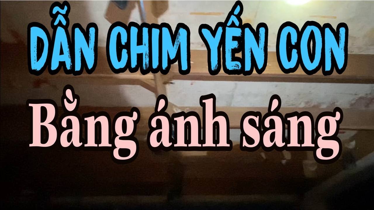 Nhà Yến Sàn Thật, Dẫn Chim Non Bằng Ánh Sáng
