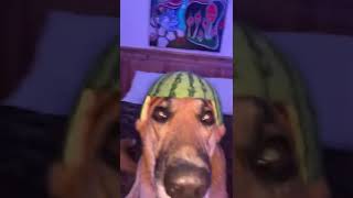 Doggy clean doggy fresh doggy flip