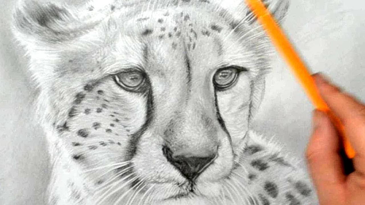 How to Draw A Cheetah – A Step by Step Guide | Cheetah drawing, Easy  drawings, Leopard drawing