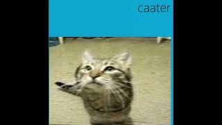 caater - buddy meow