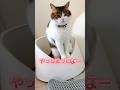 トイレ掃除の直後にうんこしてしまった猫がいたんですよ〜😹😭　#ねこ動画 #クールポコ #やっちまったな #猫のいる暮らし #猫好きさんと繋がりたい #ねこ #shorts