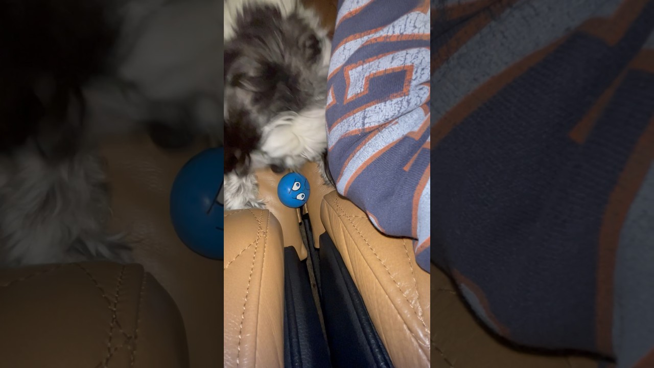 Making Questionable Decisions  