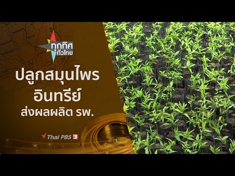 ปลูกสมุนไพรอินทรีย์ส่งผลผลิต รพ. : ทุกทิศทั่วไทย (14 มิ.ย. 64)