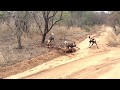 DEVASTATING Scene as Wild Dogs kill impala