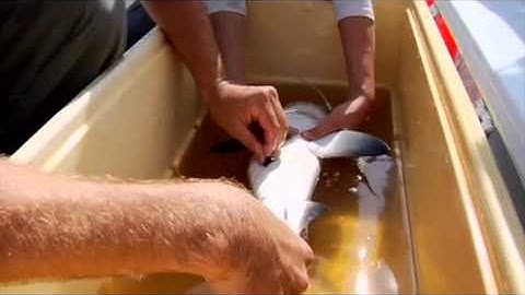 Bull shark feeding ecology in the coastal Everglades