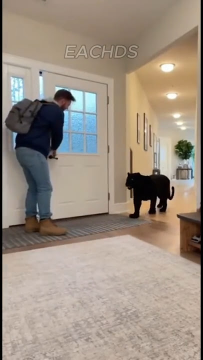 😱 An adult panther recognized her owner – this is how she greeted him! ❤️🐆