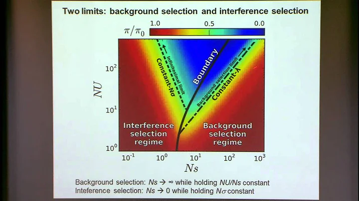 Genetic Diversity in the Interference Selection Li...