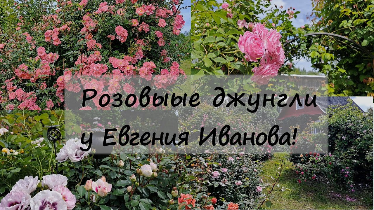 Розовые джунгли в саду у Евгения Иванова! А нам и не снилось!!! 1 часть. Северо-Западный регион.