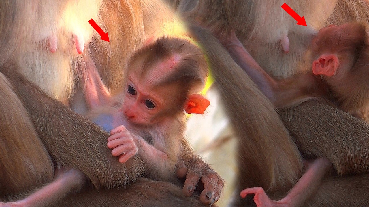The baby elephant looks so cute, sitting and playing in its mother's arms.
