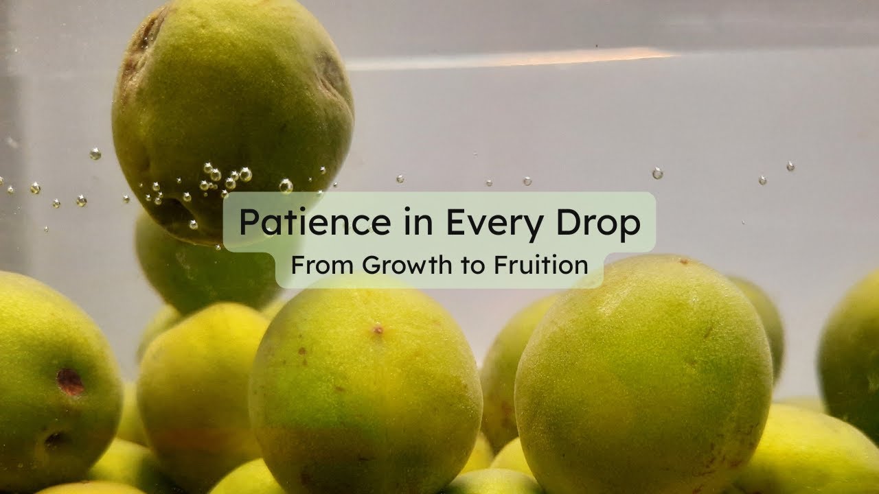 Days & Moments | Plum Wine: A Journey of Growth and Patience