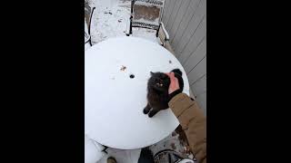My Cat Loves The Snow .Guy26
