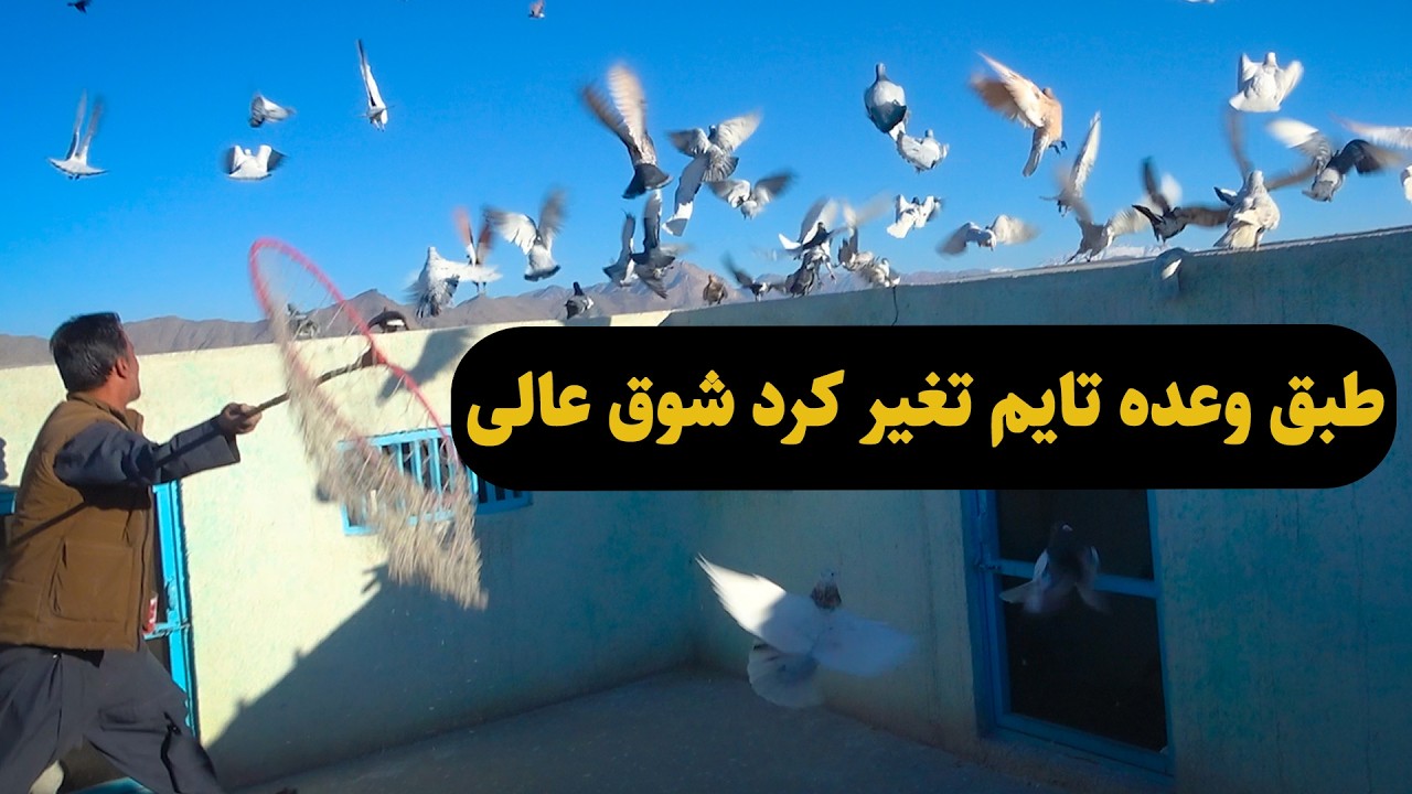 0460طبق وعده تایم تفیر کرد شوق عالی Afghan Shawqi