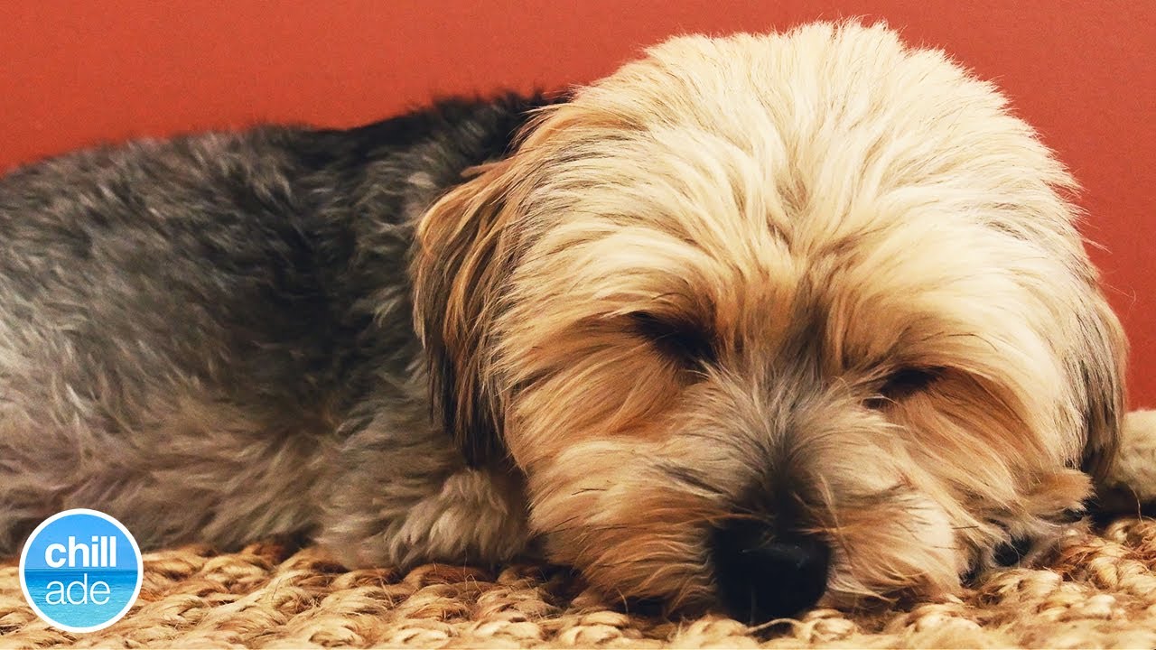Does Mom Sleep With Puppies Does Mom Sleep With Puppies