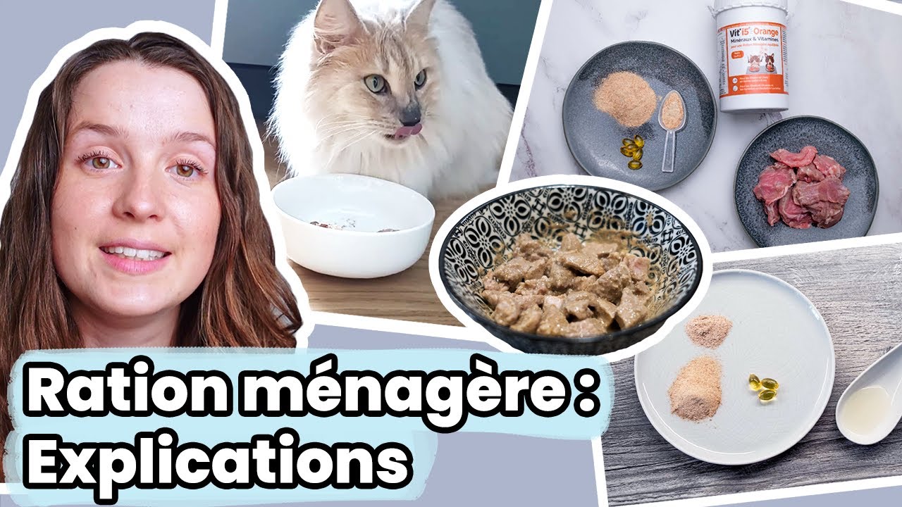 La ration ménagère pour chats : qu'est ce que c'est ? les recettes ? le CMV ?