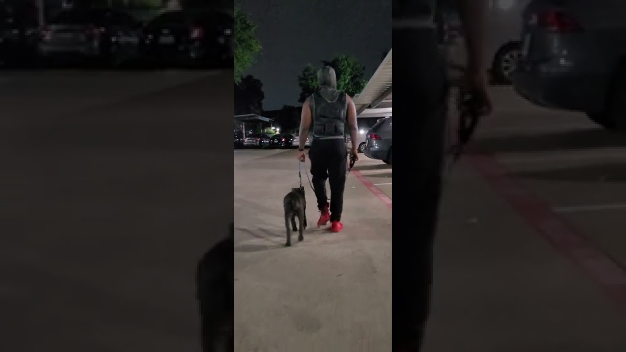 Night stroller Cane Corso Pup