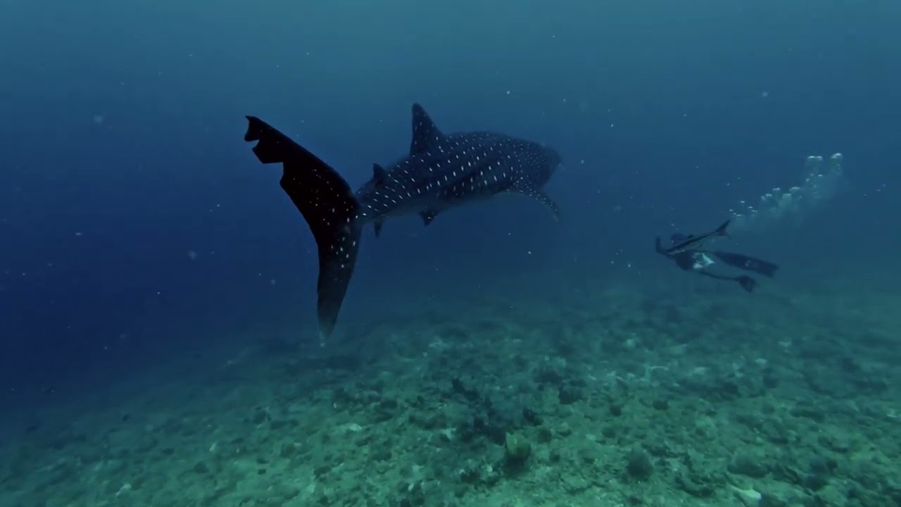 Into the Ocean Depths: Giant Whales and Marine Life Beneath the Sea