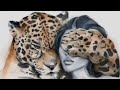 أبناء الحسوم شمسون 33