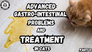 More Advanced Cat Gut Solutions! (Part 2)