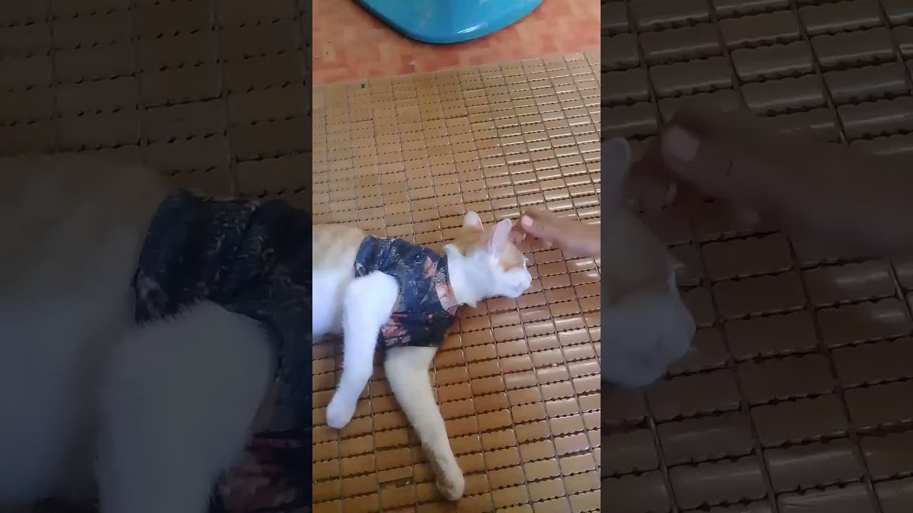 cat tricky1.0 32bits