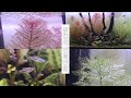 광합성 맛집 어항 | 밀리오필름 | 물멍 | Aquarium Plant Myriophyllum Photosynthesis | MulMung