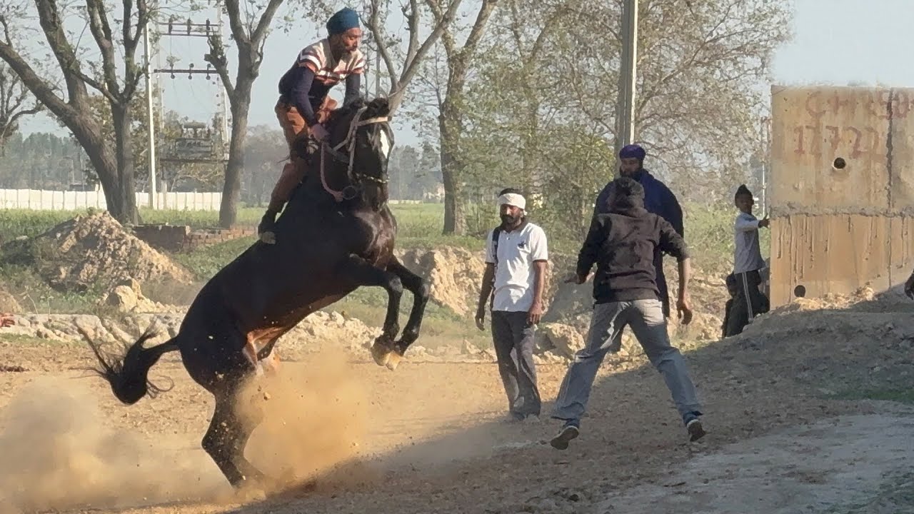 Bareback Horse Racing | Punjab | New Horse Videos 2025  | Trending Horse Racing 2025