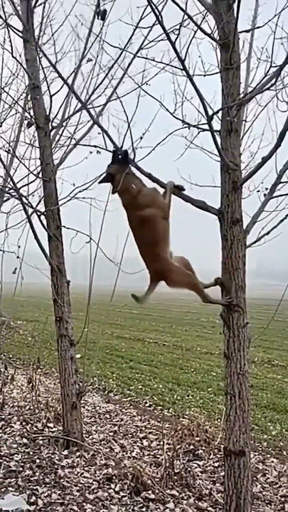 dog joget ho gaya Bollywood-emmin #dog #hogayabollywood #emmin #funny