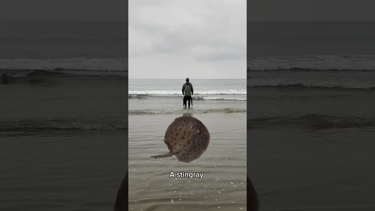 Stung By a Stingray? Bring These Two Things Before Coming to the Beach.