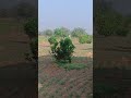 खेत एक कमाई तीन 🫡🫡#agriculture #agriculturelife #farming #farmer