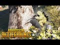 ЭТО БЫЛО КРУТО! СТРЕЛЯЮЩИЙ КУСТ ВЗЯЛ ТОП 2! ► PLAYERUNKNOWN'S BATTLEGROUNDS  (Угар)