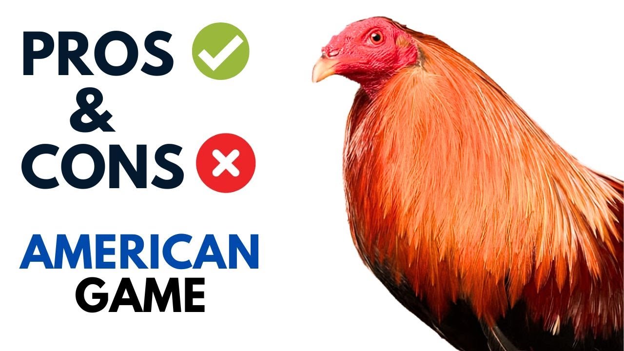 American Game chicken pros and cons - American Game chicken advantages and disadvantages