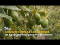 Cómo Recuperar los Árboles de Aguacate Hass por Amarillamiento - TvAgro por Juan Gonzalo Angel