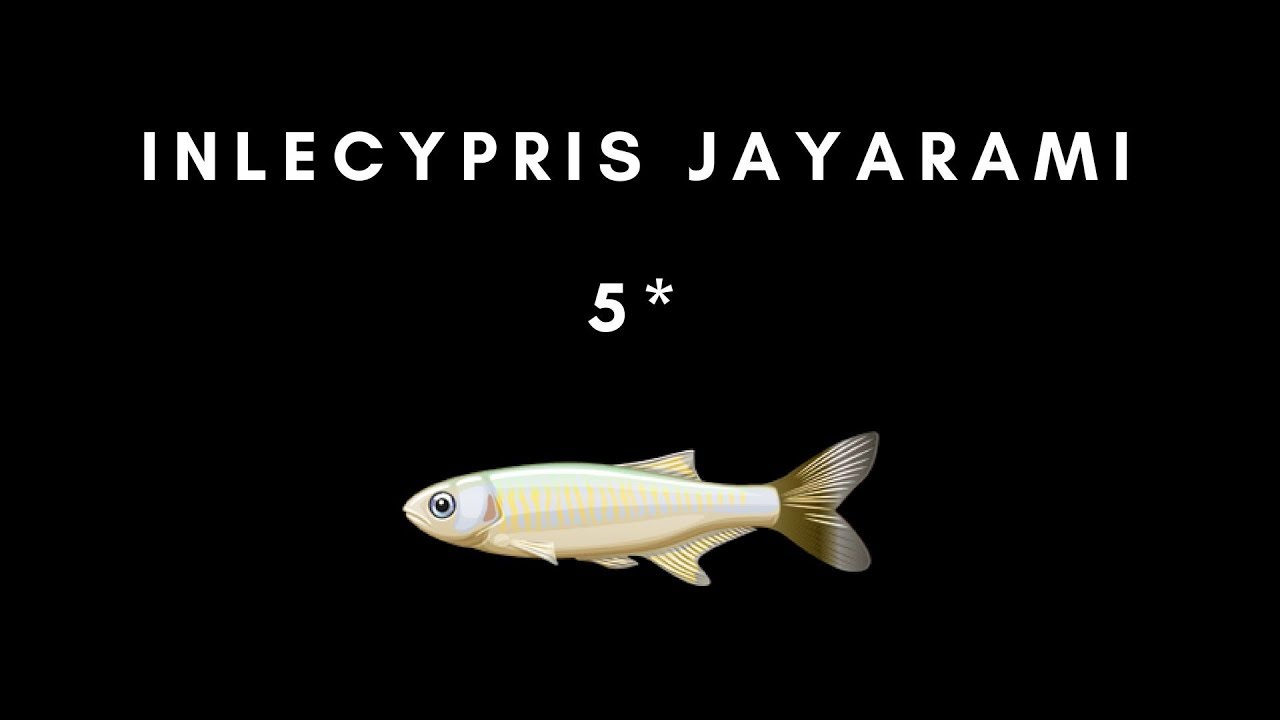 FISHAO | Inlecypris Yayarami (5*)