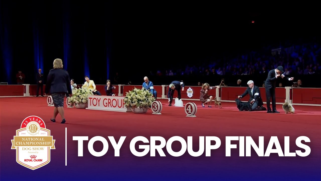 Финал в категории «Игрушечные собаки» | Национальный чемпионат AKC 2025, представленный компанией...