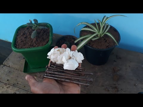 This Trick Helps Your Plant To Grow Fast