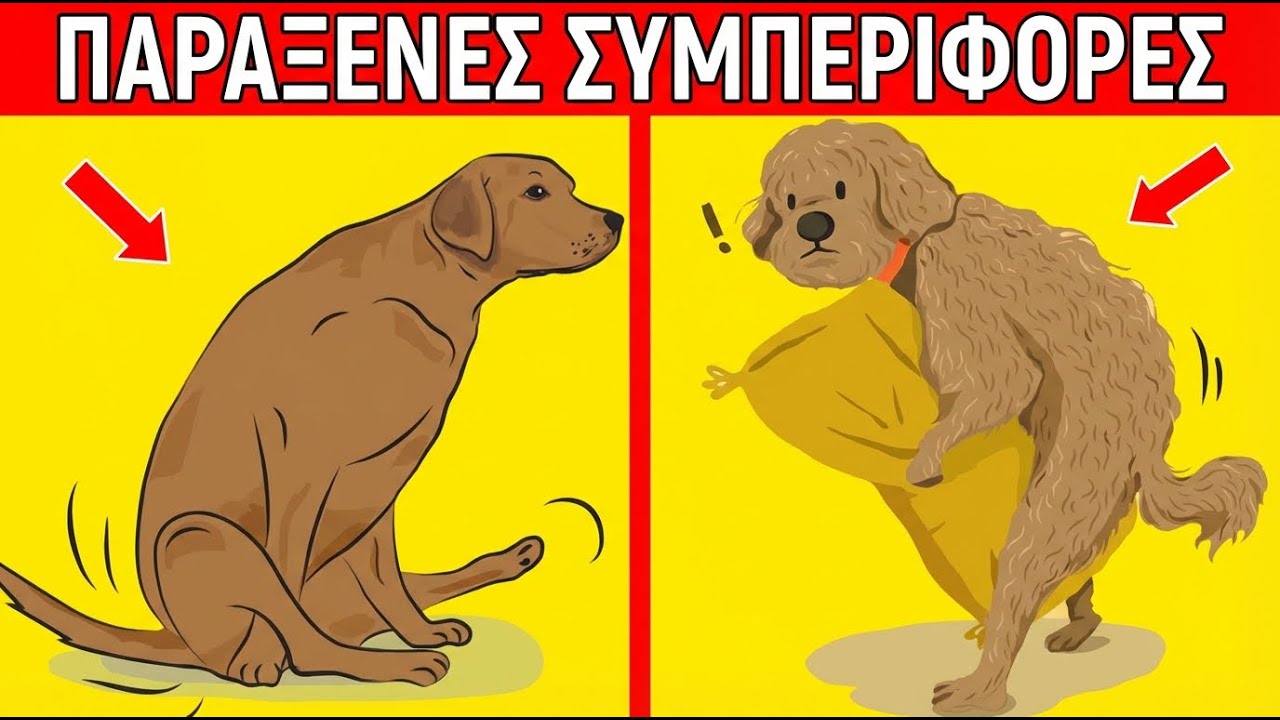 21 ΑΠΟ ΤΙΣ ΠΙΟ ΠΑΡΑΞΕΝΕΣ ΣΥΜΠΕΡΙΦΟΡΕΣ ΤΩΝ ΣΚΥΛΩΝ