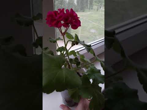 Cорт Fee Cerise