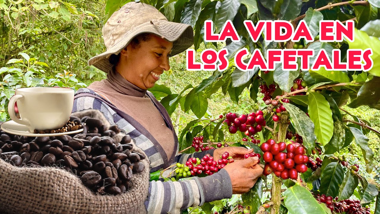 La VIDA en una FINCA productora de CAFÉ  ☕️/ Josué y Elie
